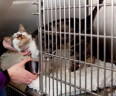 Photos of Riverforest Veterinary Centre