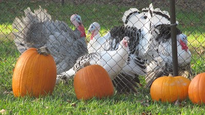 Ferebee Farm