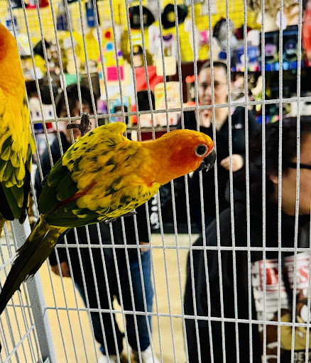 GIVEHAND FLYERS AND FEATHERED FRIENDS - Thumbnail