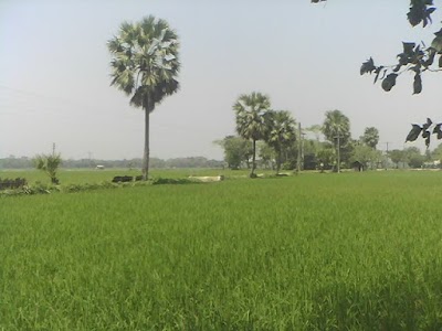 Photos of Nawra Central Jameee Mosque