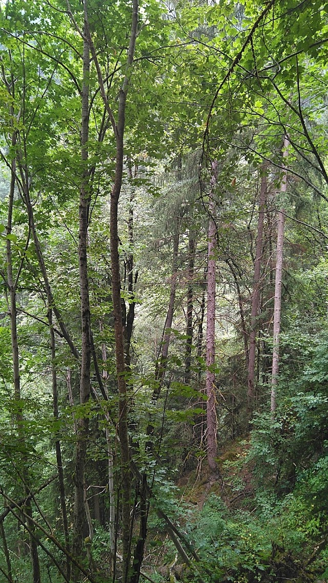 Cascade De La Muzelle