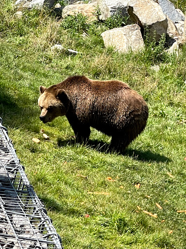 Kiosk Wildpark - Thumbnail