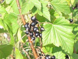 Photo n°2 de Ferme des Jolies Allures à Saint-Priest-les-Fougères (Magasin de produits de la ferme)