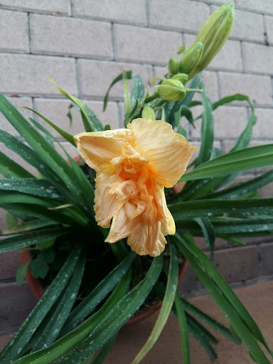 Trevisi Lorenzo