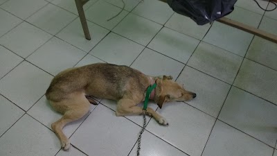 Photos of VETERINARIA PULGOSO