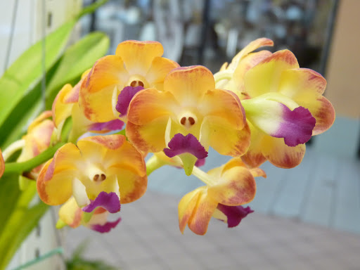 SR Orchids - Visual