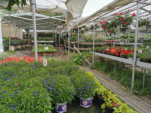 Malmby blommor - Thumbnail