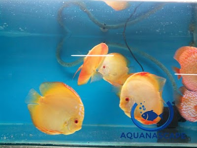 Photos of Aquanascape