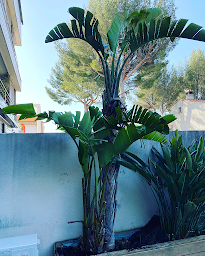 Photo n°15 de PÉPINIÈRE JARDIN PACA à Aubagne (Pépinière)