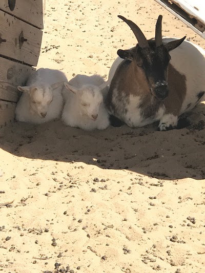 Photos of Radi Alsabti farm / مزرعة راضي السبتي