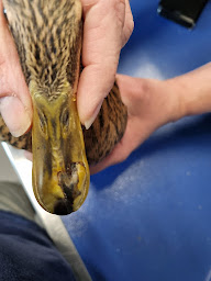 Photo n°10 de Clinique vétérinaire Univet Arnage - Infini'Vet à Arnage (Vétérinaire)