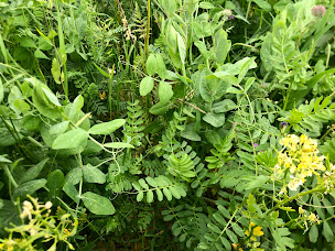 Photo n°5 de MaNa Ferme Agroécologique à Aubiet (Ferme bio)