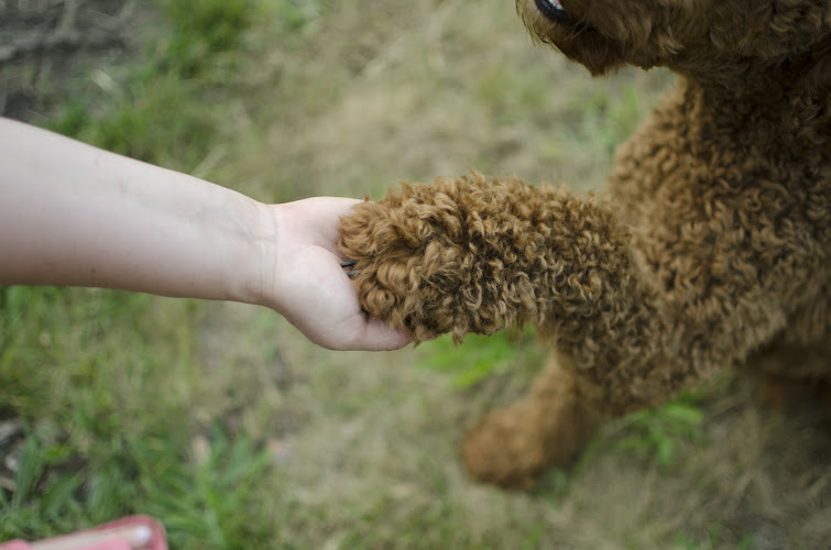TierMotiv. Training & Coaching mit System photo