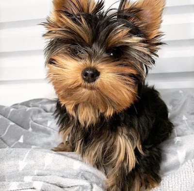 Yorkie puppies for sale