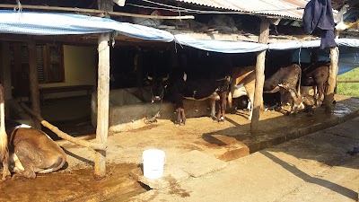 Photos of Darshan cow farm