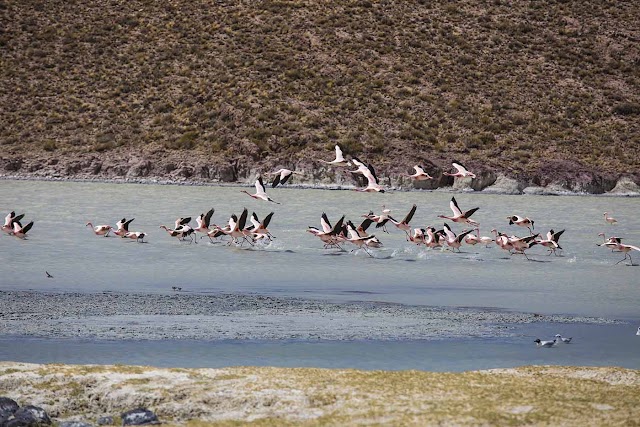 Sajama National Park and Natural Integrated Management Area