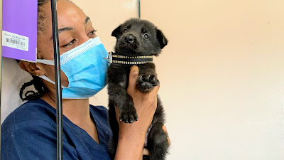 Photos of Pets haven veterinary