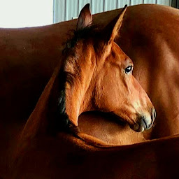 Photo n°7 de centre équestre BYCLAS à Broût-Vernet (Terrain pour camping-cars)