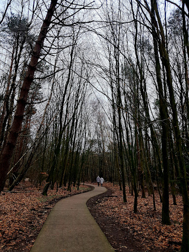 Wandelroute Boswandeling Spier-Dwingelderveld - Thumbnail