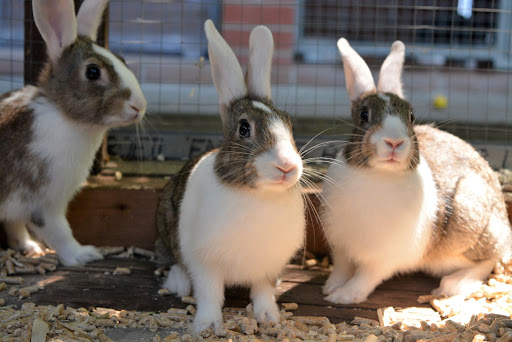 Tierschutz Marl - Haltern e.V. Gallery - Germany