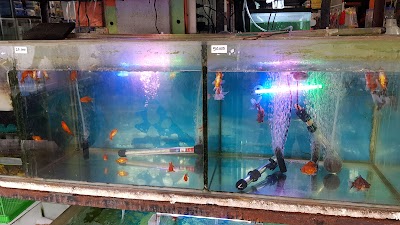 Toko Aneka Jaya Pets Shop Dan Aquarium Kota Ambon Maluku