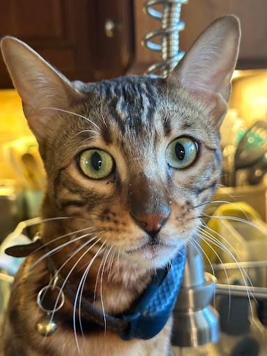 Hamilton Veterinary Hospital - Thumbnail