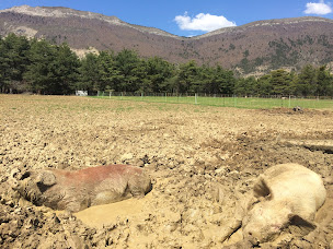 Photo n°16 de La Ferme du Chevalet à Aspres-sur-Buëch (Gîte)