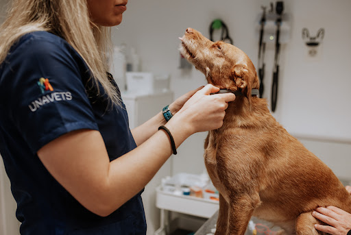 Clínica Veterinaria Puerto Venecia (CVPV)