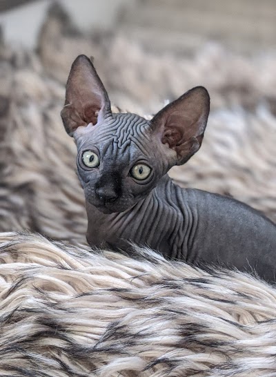 Lovely Sphynx