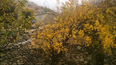 Photos of مسجد جامع روستای آبسرد