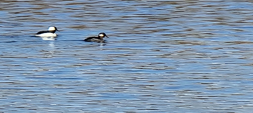 Jester Park - Thumbnail