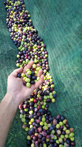 Azienda Agricola Miani,Olio Extravergine D Oliva
