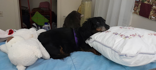 Lancaster Veterinary Hospital - Thumbnail