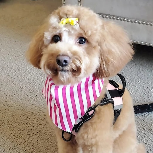 Grizzly & Bear Spa Mobile Dog Grooming