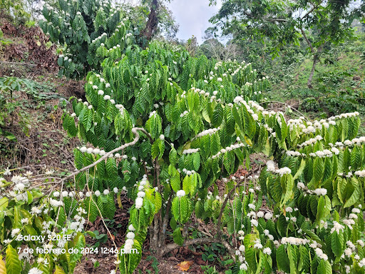 Finca Brasil - Visual