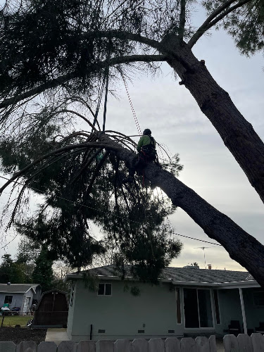 Nexus Tree Solutions