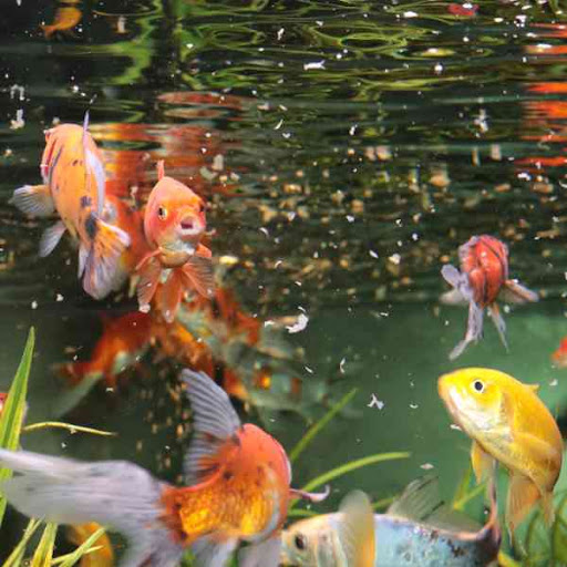 Aquarium Pflanzen Fische - Thumbnail