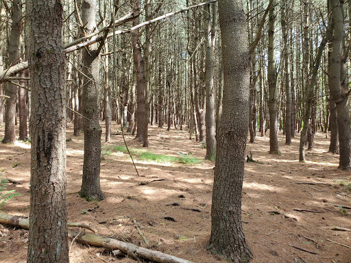 Stissing Mountain Multiple Use Area - Thumbnail