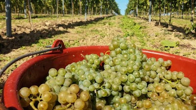 Photos of Weingut Bernhard Stenner
