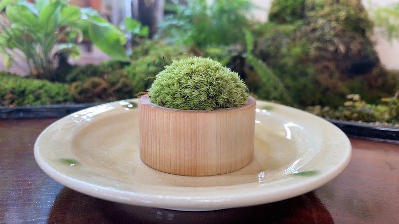 安禅寺『富苔庵』〜苔アートギャラリー赤磐〜