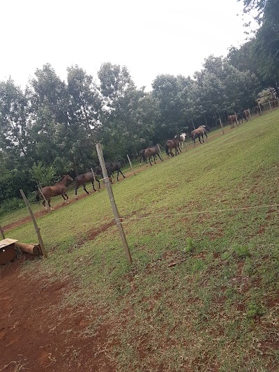Photos of Malo Stables Horse Riding Tours & Competitive Breeding