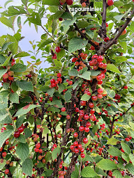 Photo n°12 de Les jardins NFL à Noth (Maraîcher)