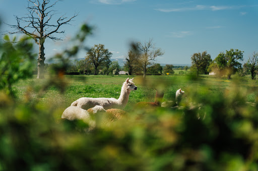 LES LAMAS DU TILLOUX - Thumbnail