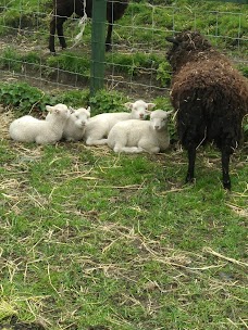 Gorgie City Farm edinburgh