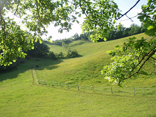Photo n°19 de Elevage CARRAGHEEN, Poneys Connemara de Sport à Haulies (Ferme d'élevage)