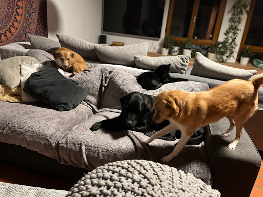 Hundepension Juma's Hundeglück - Thumbnail