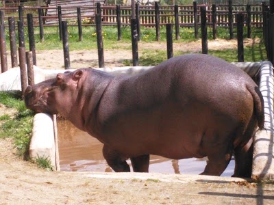 Photos of ZOO Dvorec