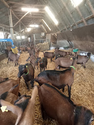Photo n°37 de Chévrerie de la Cayonnière à Chassignieu (Ferme)