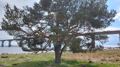 Svinö Hundbad - Thumbnail