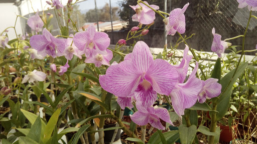 Orqibel -Orquideas Gallery - Mexico
